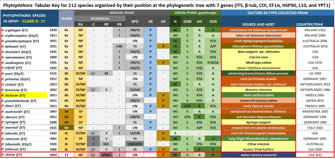    Phytophthora  spp. in subclade 8b:  Morphological Tabular key (PDF) and Tabular key legends (PDF) in IDphy2 KEY SECTION. Notice the data of   P. lactucae  Ex-type BPIC 1985 = Samp;T BL 113 . Gloria Abad, USDA Samp;T.
